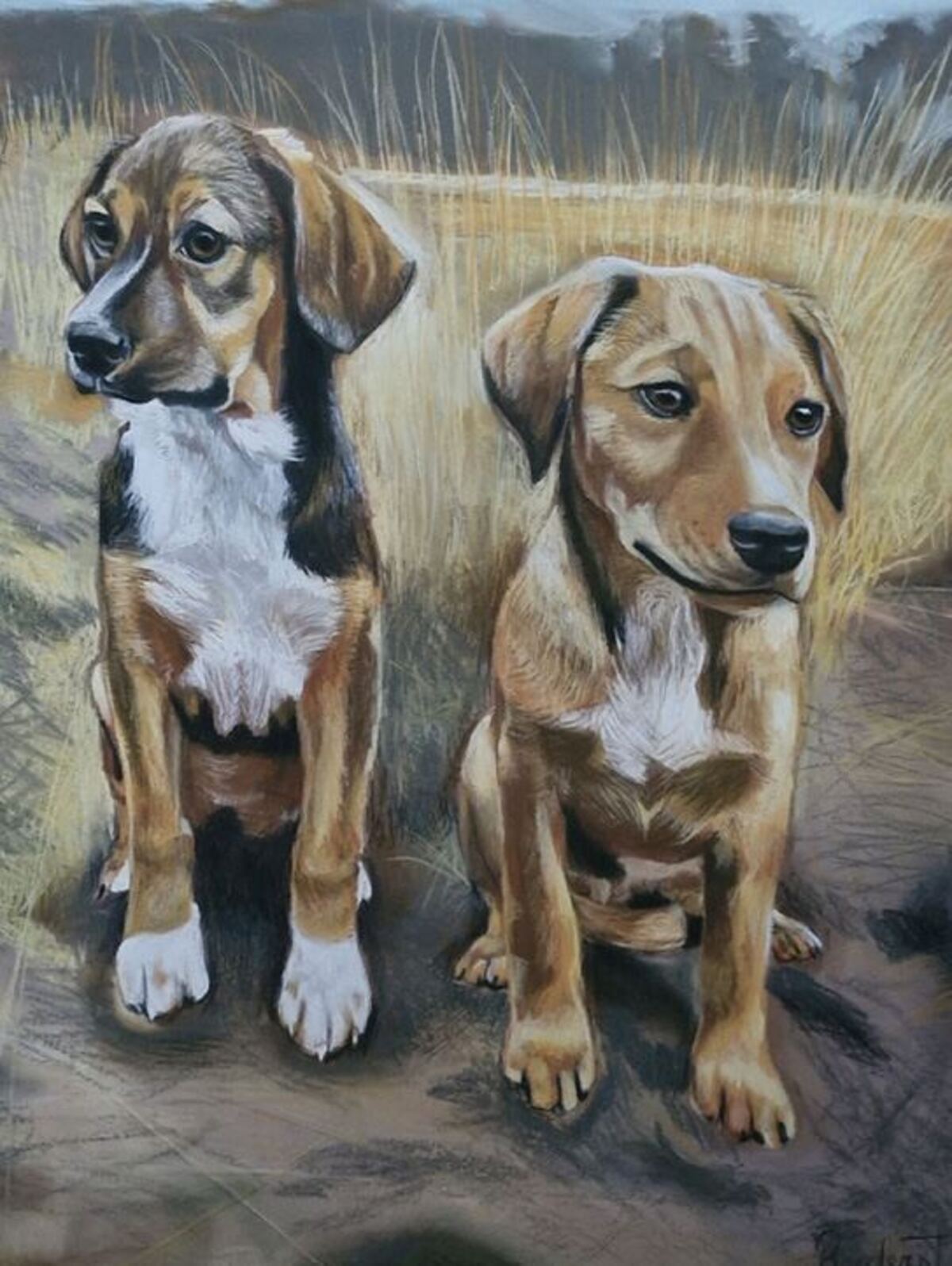 Dogs