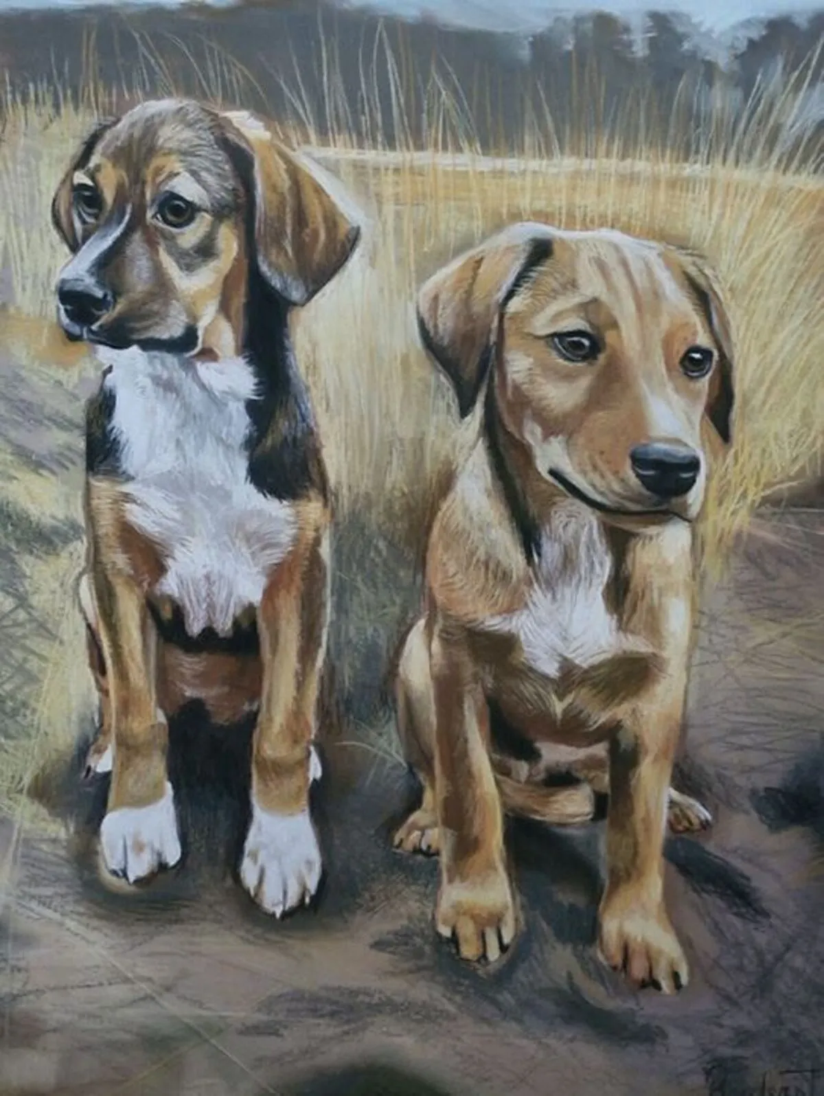 Dogs